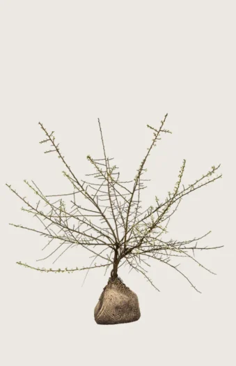 Slåpetorn 125cm Velgrenet | Plantinavia