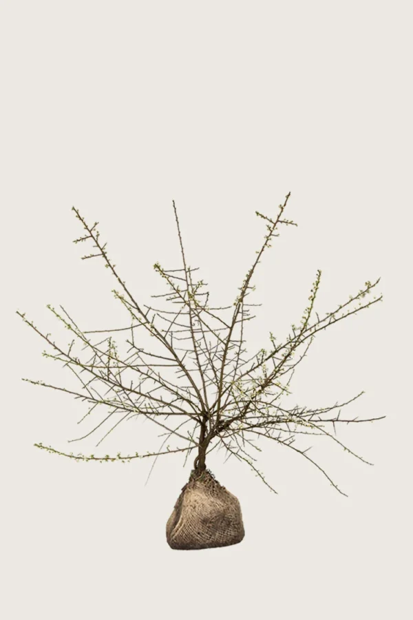 Slåpetorn 125cm Velgrenet | Plantinavia