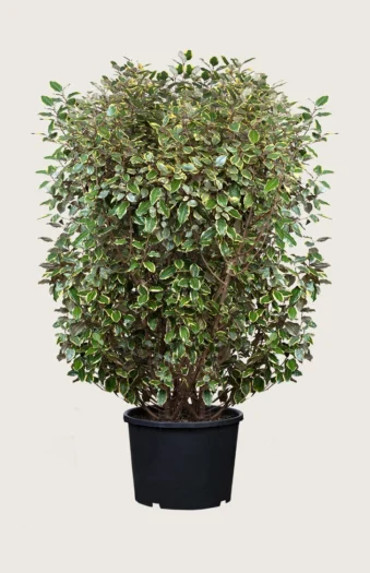 Sølvblad 200cm Velgrenet | Plantinavia