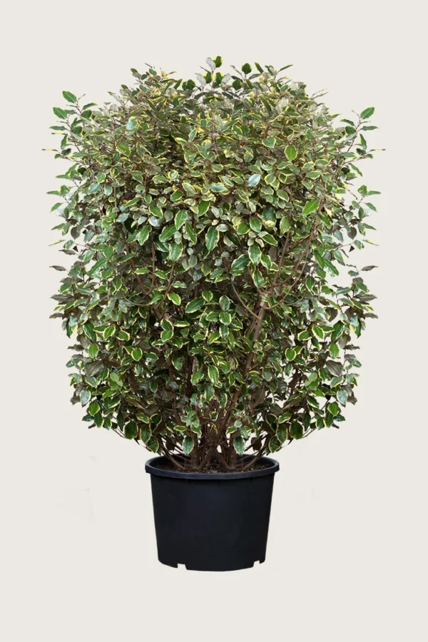 Sølvblad 200cm Velgrenet | Plantinavia