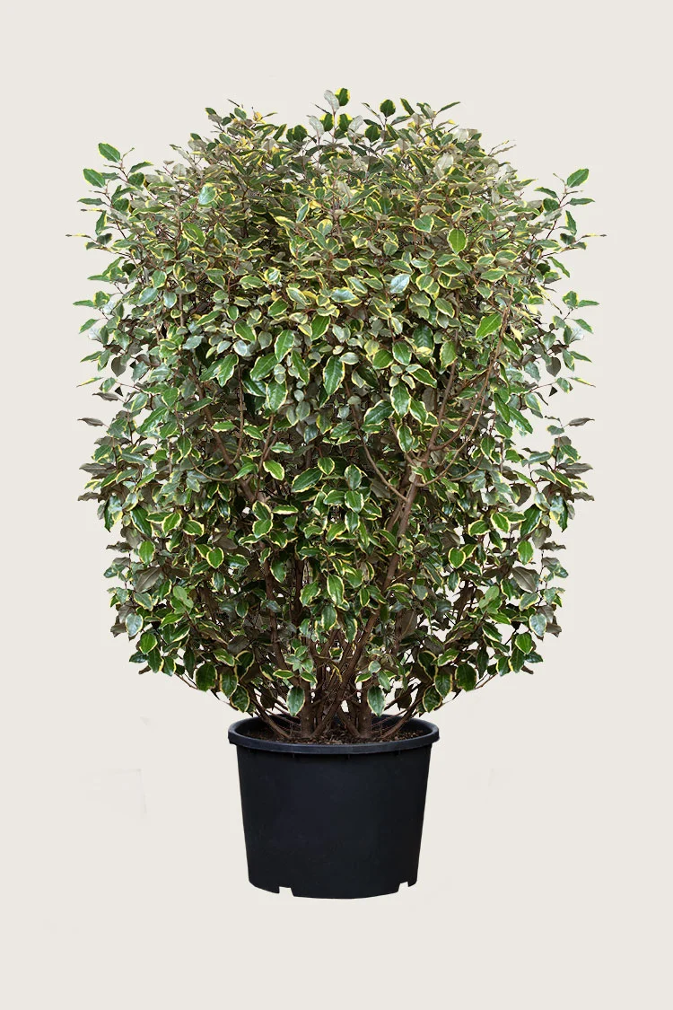 Sølvblad 200cm Velgrenet | Plantinavia