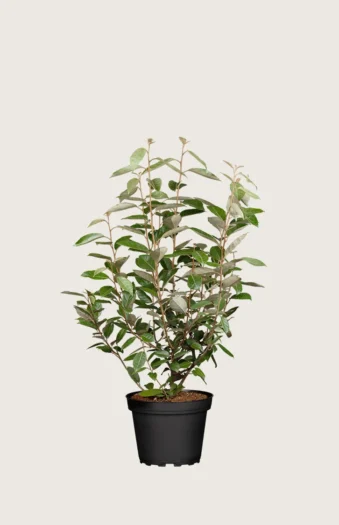 Sølvblad 80cm Grenet | Plantinavia