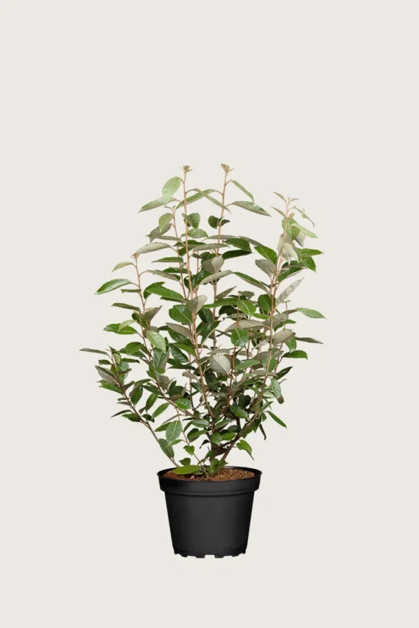 Sølvblad 60cm Velgrenet | Plantinavia