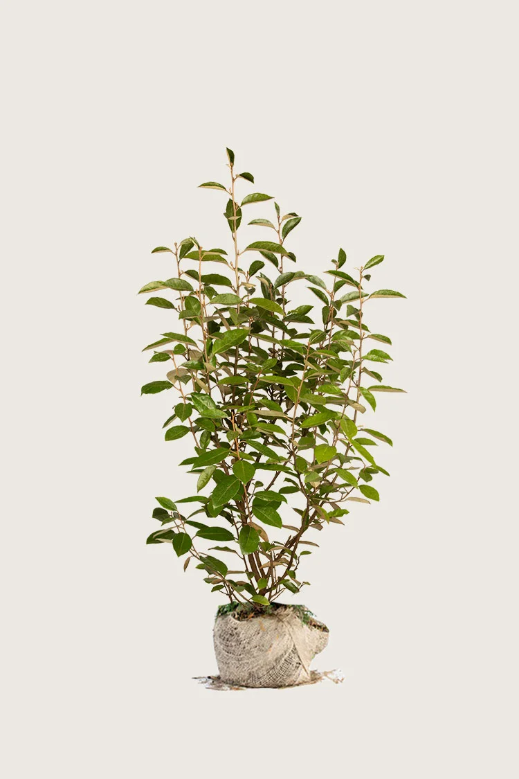 Sølvblad 125cm Velgrenet | Plantinavia