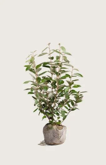 Sølvblad 60cm Velgrenet | Plantinavia