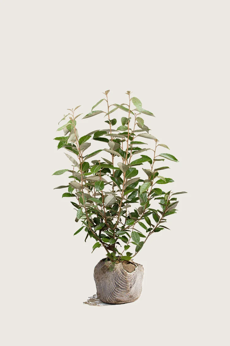 Sølvblad 80cm Velgrenet | Plantinavia