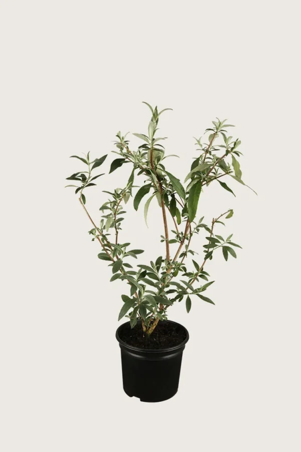 Sommerfuglbusk 30cm Grenet | Plantinavia