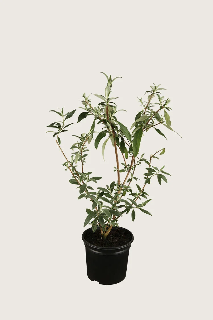 Sommerfuglbusk 60cm Velgrenet | Plantinavia
