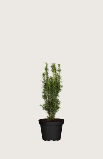 Søylebarlind 15cm Grenet | Plantinavia