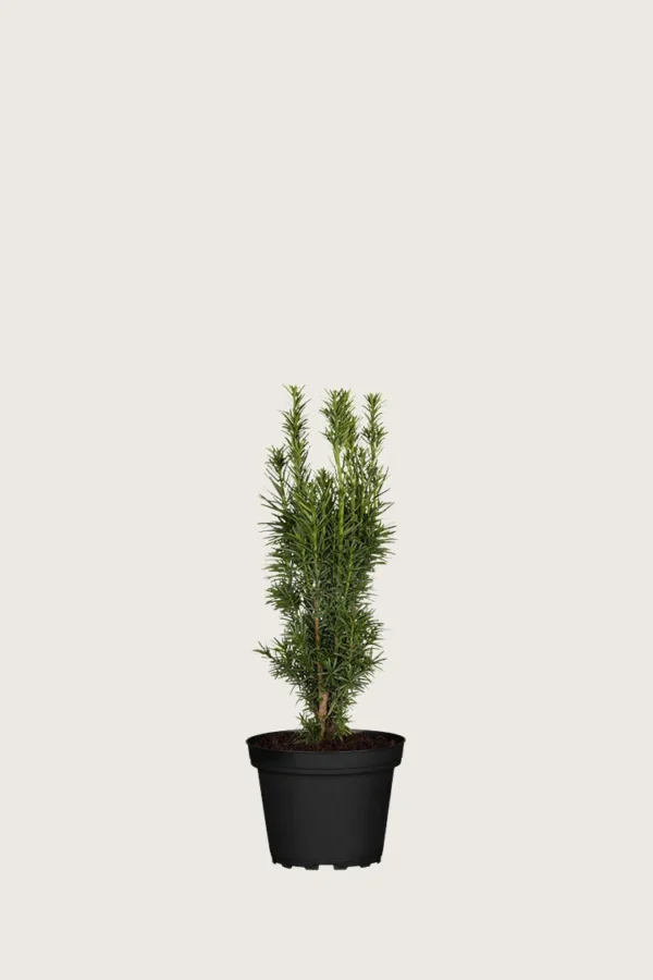 Søylebarlind 30cm Grenet | Plantinavia