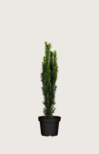 Søylebarlind 60cm Grenet | Plantinavia