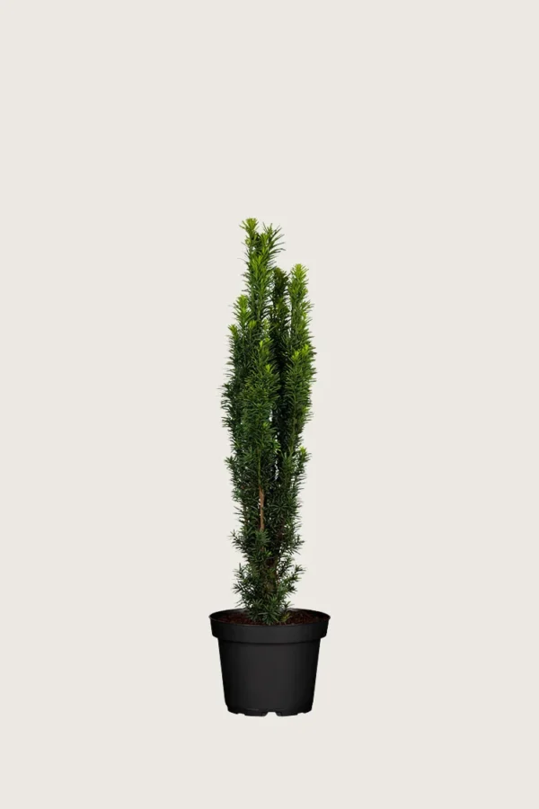 Søylebarlind 80cm Grenet | Plantinavia