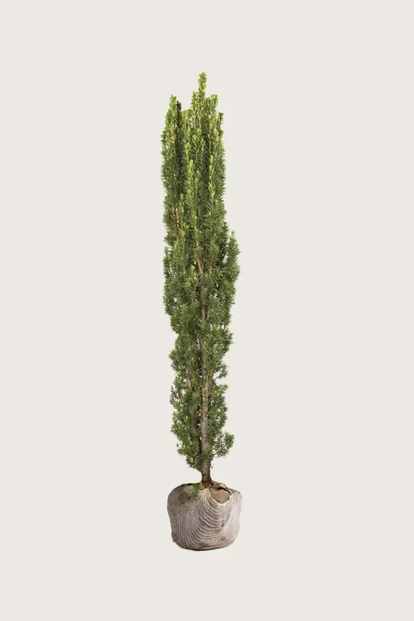 Søylebarlind 150cm Velgrenet | Plantinavia