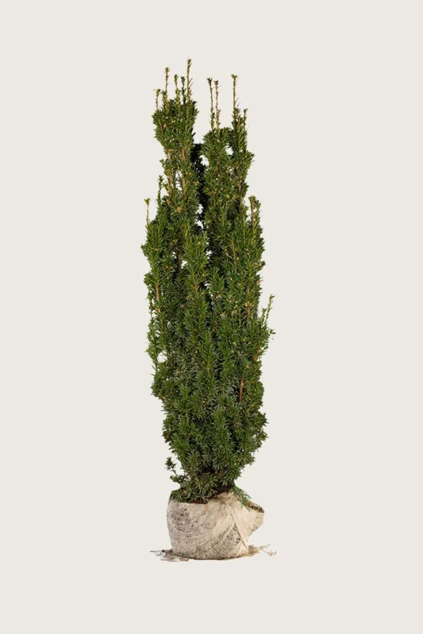 Søylebarlind 225cm Velgrenet | Plantinavia