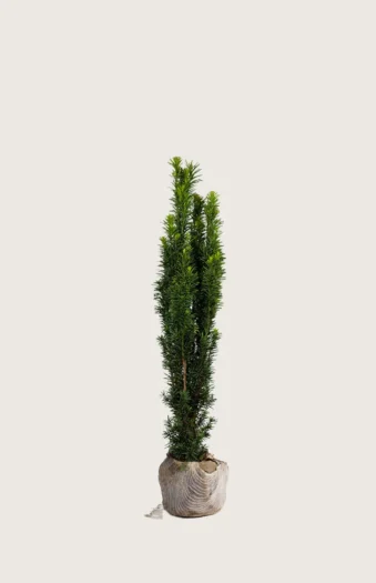 Søylebarlind 40cm Velgrenet | Plantinavia