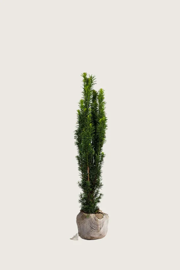 Søylebarlind 40cm Velgrenet | Plantinavia