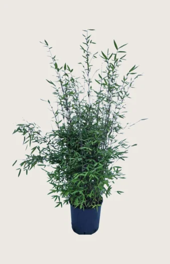 Svartbambus Black Pearl 125cm Grenet | Plantinavia