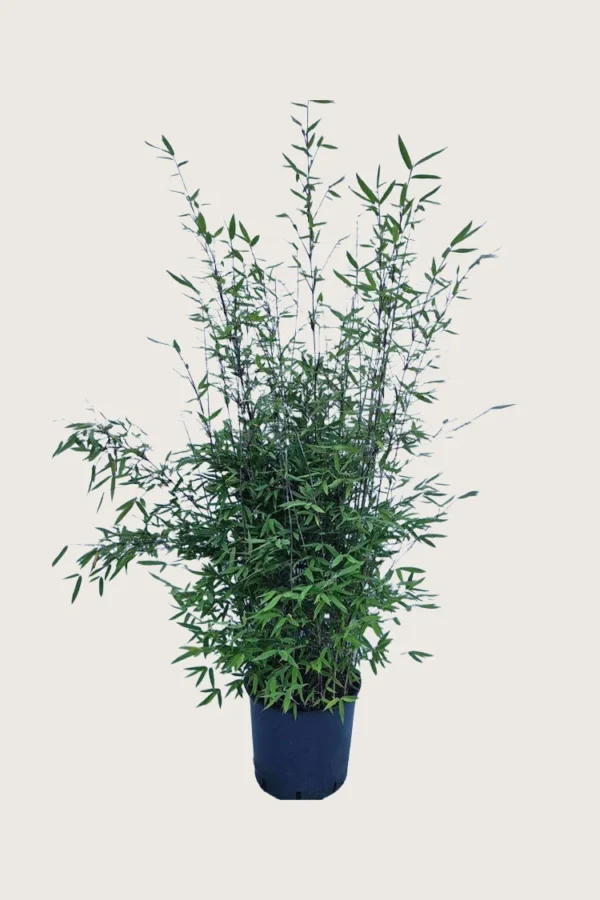 Svartbambus Black Pearl 175cm Grenet | Plantinavia