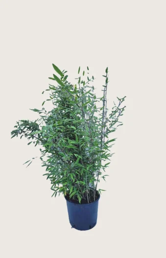 Svartbambus Black Pearl 100cm Velgrenet | Plantinavia