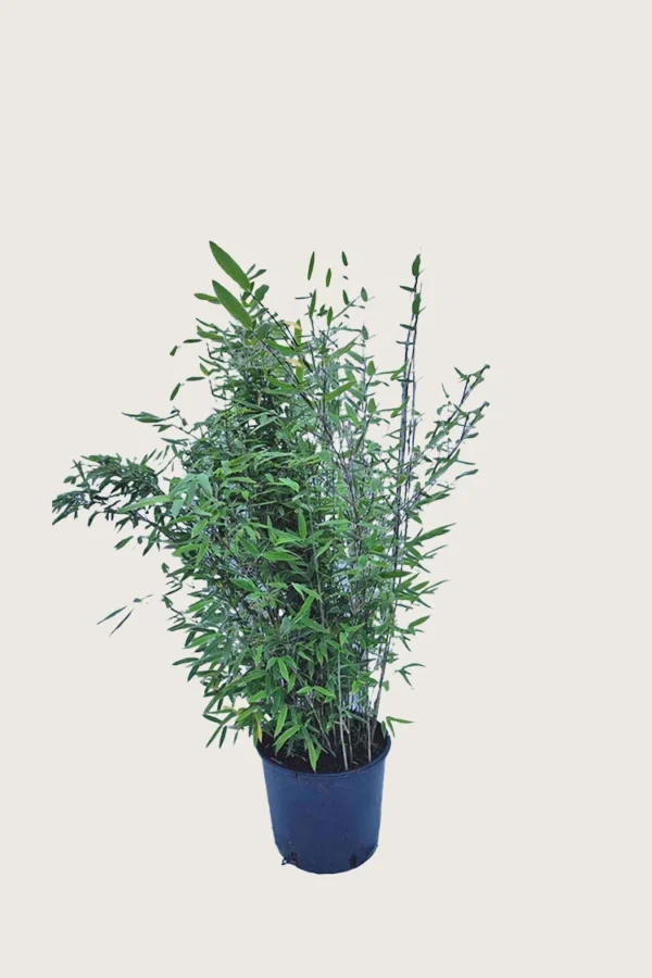 Svartbambus Black Pearl 100cm Velgrenet | Plantinavia