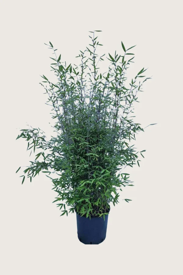 Svartbambus Black Pearl 175cm Velgrenet | Plantinavia