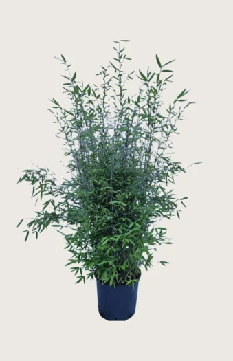 Svartbambus Black Pearl 200cm Velgrenet | Plantinavia