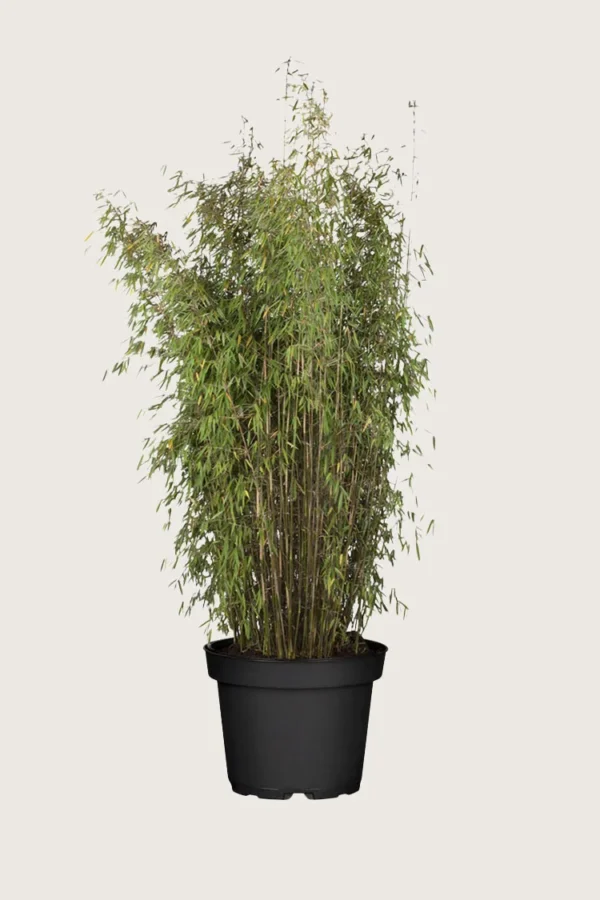 Svartbambus Jiuzhaigou 200cm Velgrenet | Plantinavia