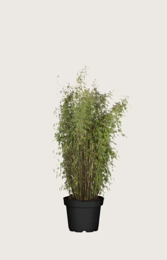 Svartbambus Jiuzhaigou 80cm Velgrenet | Plantinavia