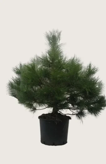Svartfuru 175cm Velgrenet | Plantinavia