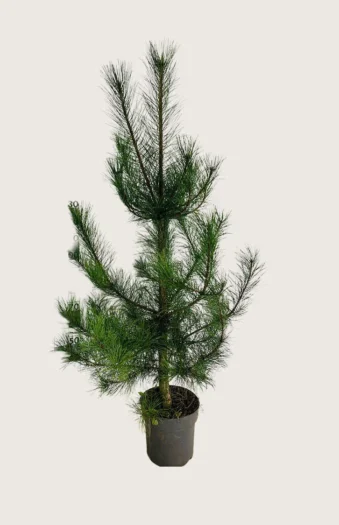 Svartfuru 300cm Velgrenet | Plantinavia