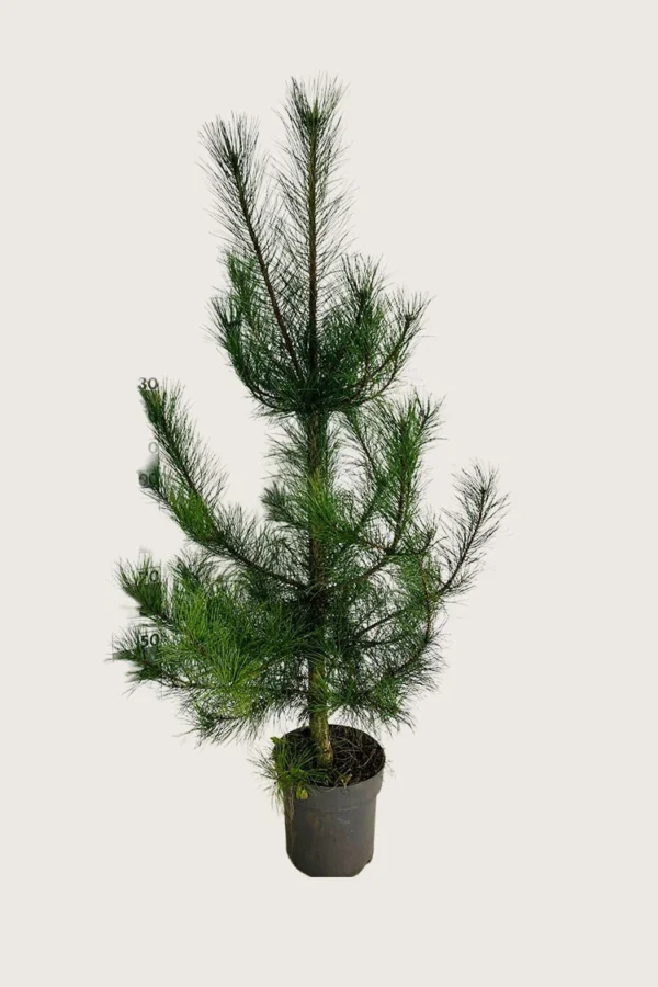 Svartfuru 300cm Velgrenet | Plantinavia
