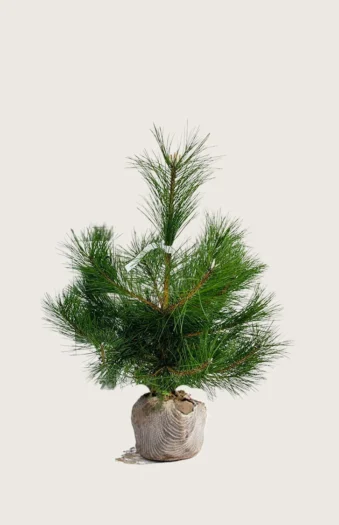 Svartfuru 100cm Velgrenet | Plantinavia