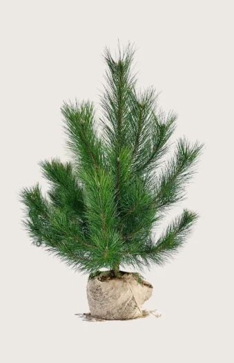 Svartfuru 150cm Velgrenet | Plantinavia