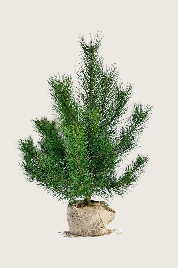 Svartfuru 150cm Velgrenet | Plantinavia
