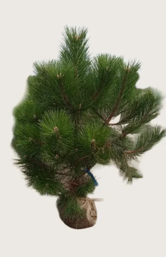 Svartfuru 225cm Velgrenet | Plantinavia