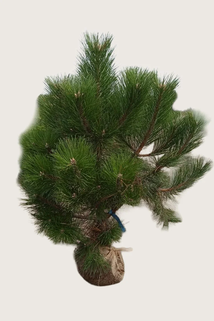 Svartfuru 250cm Velgrenet | Plantinavia