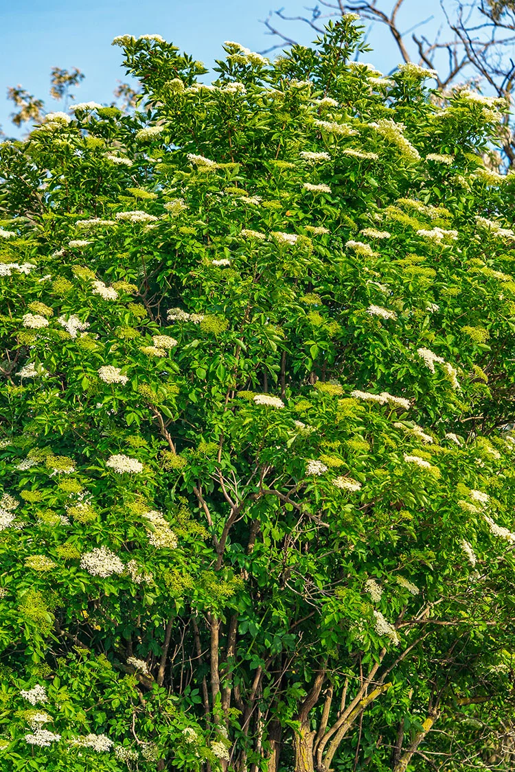 Svarthyll 150cm Velgrenet | Plantinavia