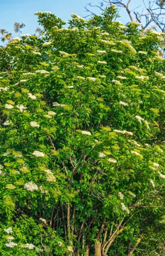 Svarthyll 200cm Velgrenet | Plantinavia