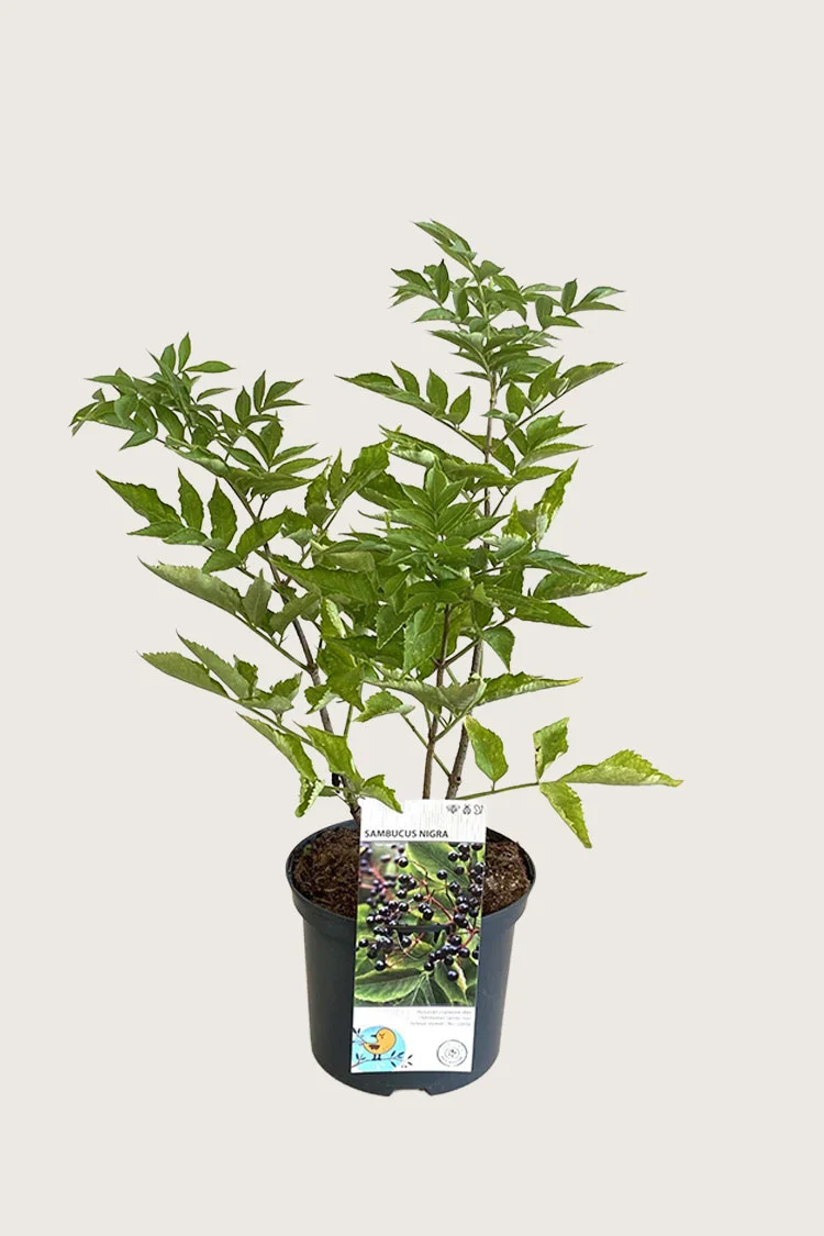 Svarthyll 125cm Velgrenet | Plantinavia