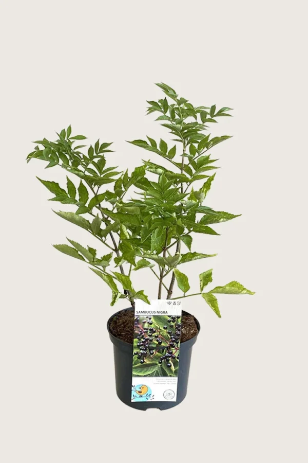 Svarthyll 150cm Velgrenet | Plantinavia