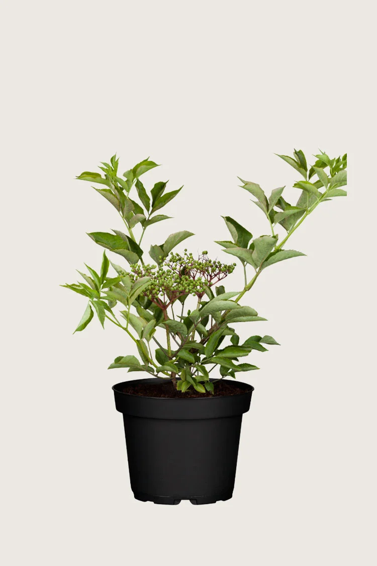 Svarthyll 40cm Velgrenet | Plantinavia