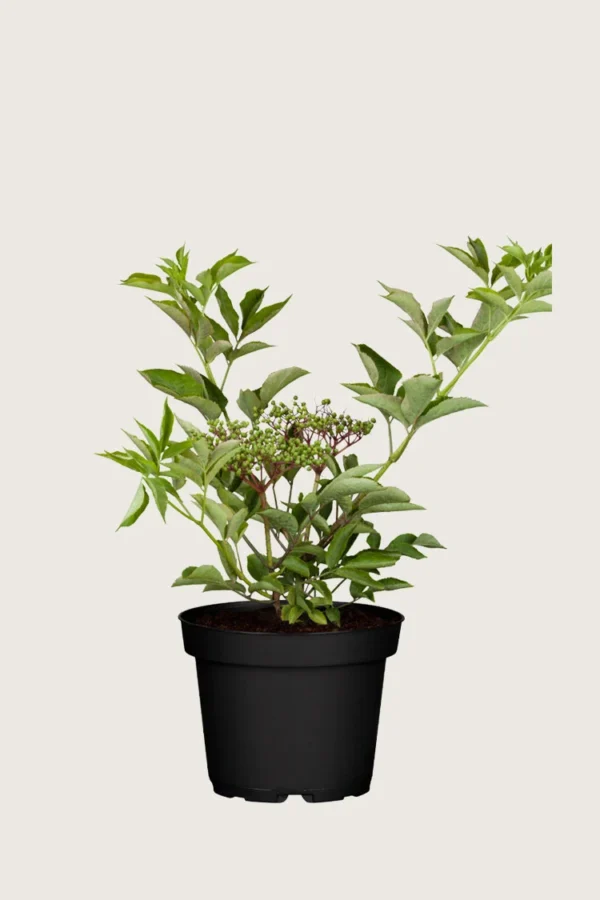 Svarthyll 60cm Velgrenet | Plantinavia