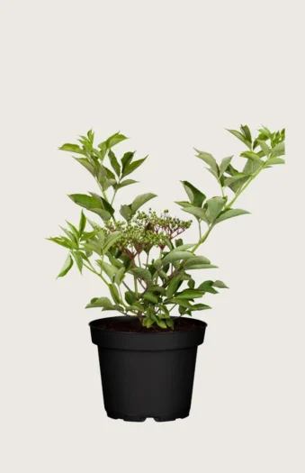 Svarthyll 80cm Velgrenet | Plantinavia