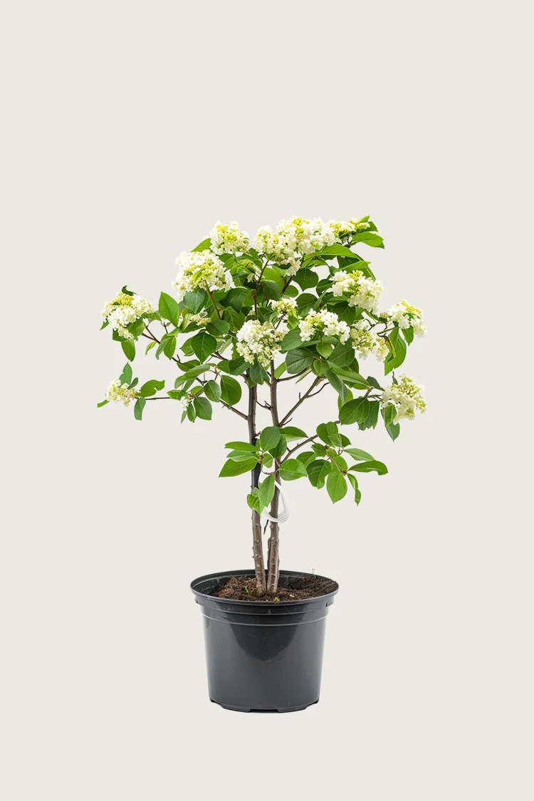 Svensk asal 60cm Velgrenet | Plantinavia