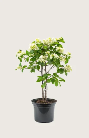 Svensk asal 80cm Velgrenet | Plantinavia