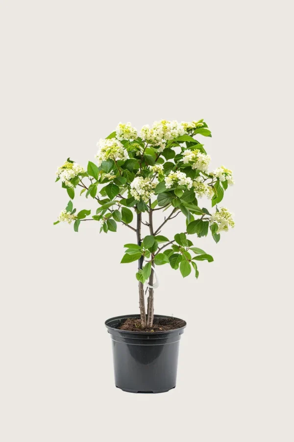 Svensk asal 80cm Velgrenet | Plantinavia