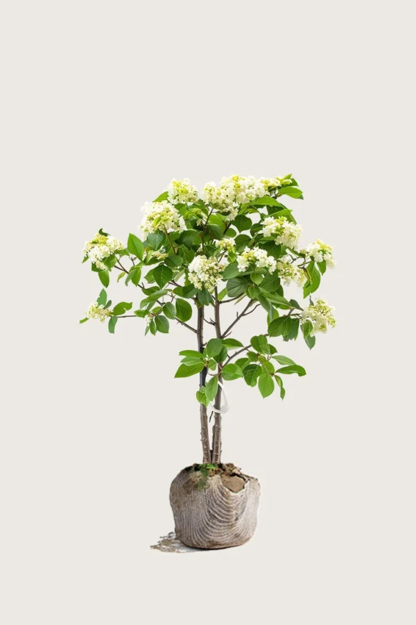 Svensk asal 80cm Velgrenet | Plantinavia