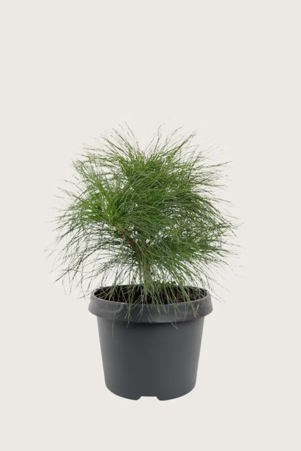 Tårefuru 100cm Velgrenet | Plantinavia