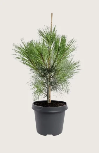 Tårefuru 125cm Velgrenet | Plantinavia