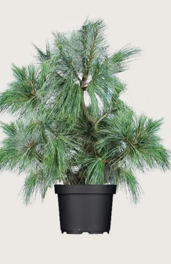 Tårefuru 225cm Velgrenet | Plantinavia